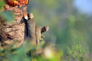 Mongoose with nature, A mongoose is a small terrestrial carnivorous mammal belonging to the family Herpestidae. This family is currently split into two subfamilies, the Herpestinae and the Mungotinae.