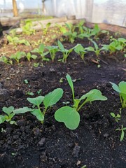 sprouts radishes in the greenhouse on the bed