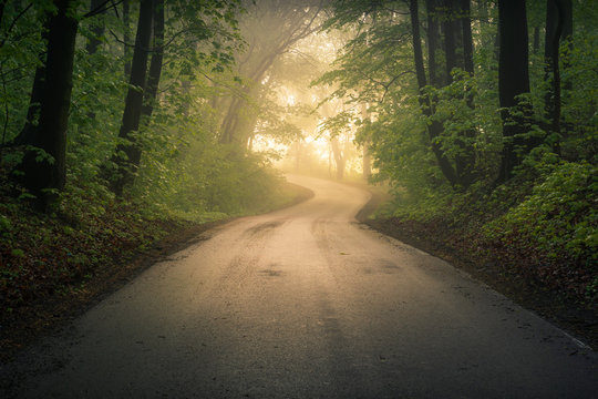Road through the forest on a foggy morning near Konstancin-Jeziorna, Mazowieckie, Poland