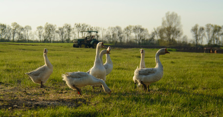 group of geese on the background of a tractor lawn and field
