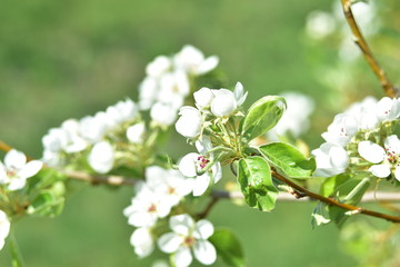 The flowers of the pear tree in the spring with bees