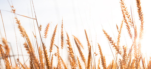 autumn field of grass