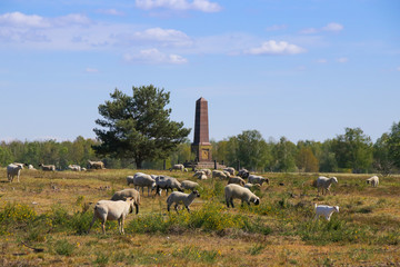 A Sheep herd grazing in Döberitz Heath (Döberitzer Heide) former military training area (with the...