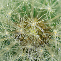 dandelion background with dew
