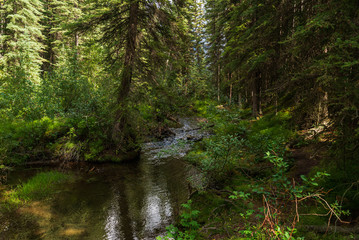 Fototapeta na wymiar nature scenery inside Banff National Park, Alberta, Canada