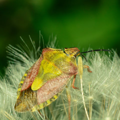 bright multi-colored bug on a dandelion