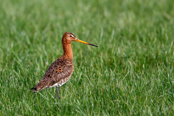 Black-tailed Godwit (Limosa Limosa) in the grass in the meadows near Rosmalen in the Netherlands