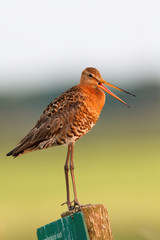 Black-tailed Godwit (Limosa Limosa) on a pole in the meadows near Rosmalen in the Netherlands