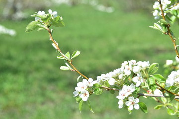 The flowers of the pear tree in the spring with bees