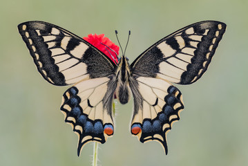 Old World Swallowtail on flower (Papilio machaon)
