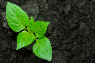 Young green seedling plant growing in compost trays the view from the top, seedling of pepper