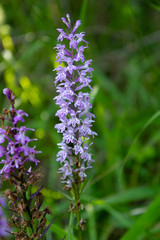 Wild orchid in matese park