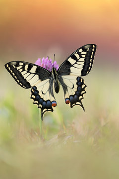 Beauty is in the meadows at sunrise, portrait of Old World Swallowtail (Papilio machaon)
