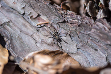 Concept of connection with adorable natural animals