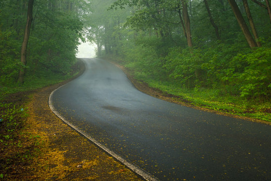 Road through the forest on a foggy morning near Konstancin-Jeziorna, Mazowieckie, Poland