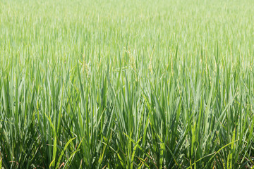 Rice field green background.Beautiful green wallpaper.