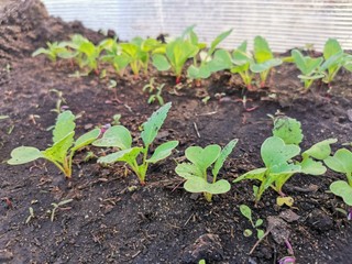 sprouts radishes in the greenhouse on the bed
