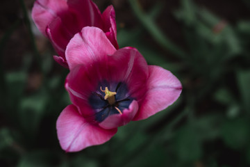 Two pink tulips. Red spring flowers grow in a flower bed.