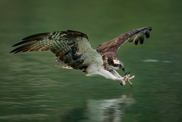 Amazing picture of an osprey or sea hawk hunting a fish from the water