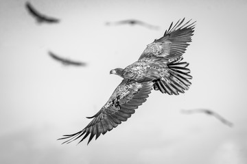 Eagle