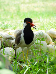 black crowned crane