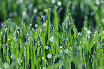 Fototapeta premium Close up beautiful blurred dew drops on young green grain (cereal) plants and seedlings against morning sunlight. Glittering sparkling bokeh and natural light spring summer background.