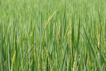 Obraz premium Beautiful rice fields and Green natural background.