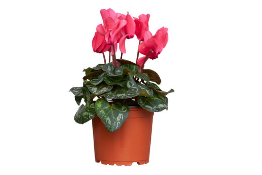 pot of cyclamen flower on a white background,persian cyclamen in a pot isolated on a white background