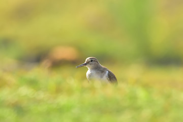 Green sandpiper with nature, The green sandpiper is a small wader of the Old World. 