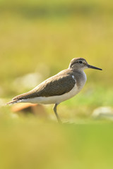 Green sandpiper with nature, The green sandpiper is a small wader of the Old World. 