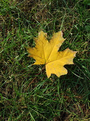 Gold or Yellow leaf on green grass. Autumn leaf birch. .