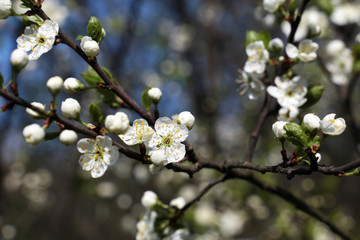 Plum blossom in spring, selective focus. White flowers and buds on a branch in a garden