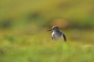 Green sandpiper with nature, The green sandpiper is a small wader of the Old World. 