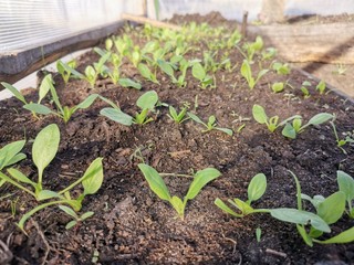 spinach shoots on a bed in a greenhouse