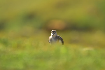 Green sandpiper with nature, The green sandpiper is a small wader of the Old World. 