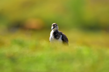 Green sandpiper with nature, The green sandpiper is a small wader of the Old World. 
