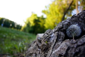Fototapeta na wymiar lichen on rock