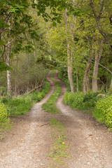 Fototapeta na wymiar Path into the woods, in the spring nice green colors
