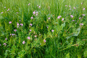 Erodium cicutarium. Plantas con flores de pico de cigüeña. Relojes. Agujas.