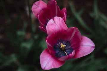 Two pink tulips. Red spring flowers grow in a flower bed.