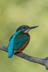 Kingfischer perched