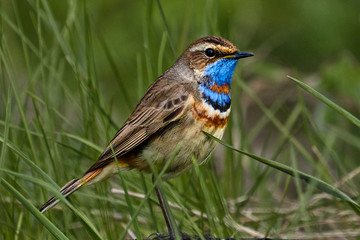 Bird - Bluethroat ( Cyanecula svecica ) male walks in a green meadow sunny spring morning. Close-up.