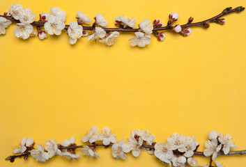 Flower composition. Border of spring branches of a flowering apricot on a sunny yellow paper background. Free space.