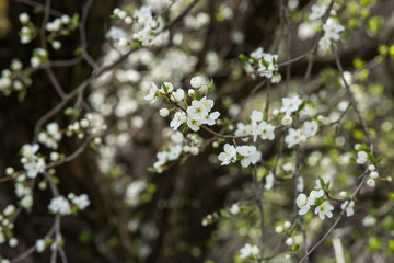Blooming plum in the garden
