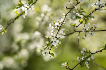 Blooming plum in the garden