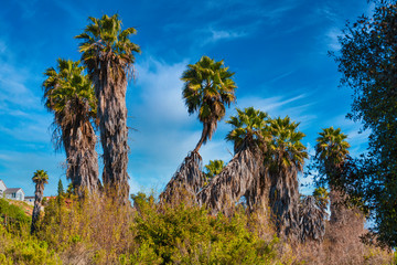 Obraz premium palm tree in the navajo canyon (USA)