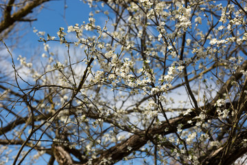 Blooming plum in the garden