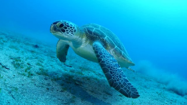 turtle underwater swim slow motion with sun ocean scenery blue water