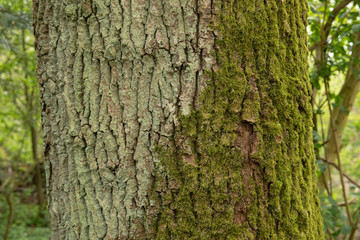Background of tree bark