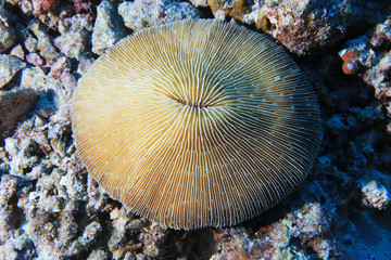 Common mushroom coral